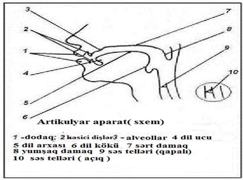 artikulyar apparat